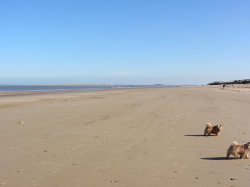 Norfolk's amazing beaches, perfect for dogs!