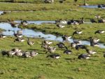 Cley marshes geese