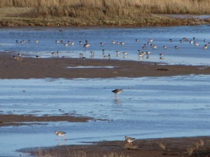 Cley Marshes