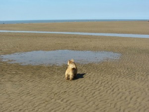 can you take dogs to hunstanton beach