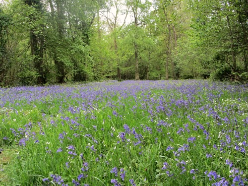 Foxley Norfolk, Norfolk Wildlife Trust Bluebell Wood Spectacular