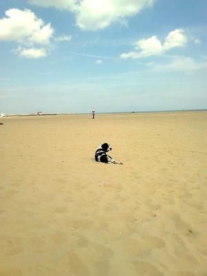 is great yarmouth beach dog friendly