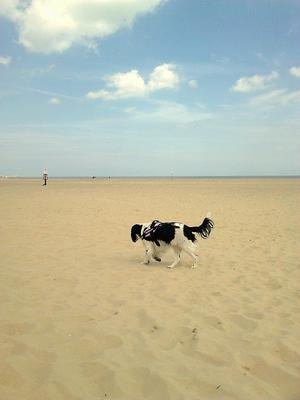 is great yarmouth beach dog friendly