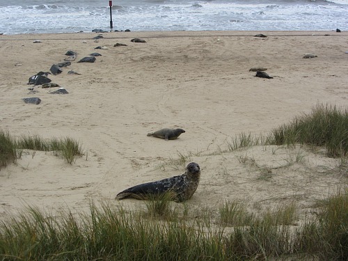 can you take dogs to horsey beach