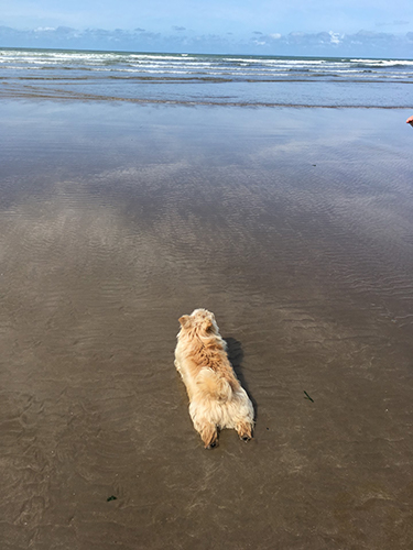 Dog friendly Norfolk beaches