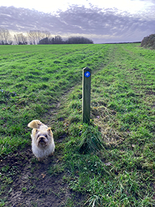 North Pickenham Circular walk