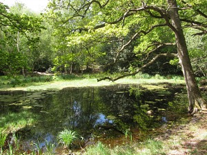 The Pingo Trail