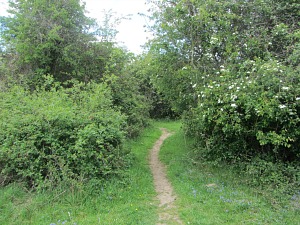 The Pingo Trail Walk