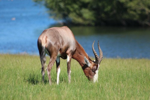 The Roan Antelope at Watatunga