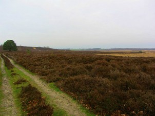 Roydon Common circular walk