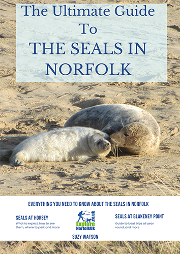 when can you see seal puppies norfolk