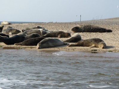 seal trips from blakeney point