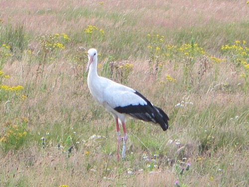 One of the storks you'll see on the reserve